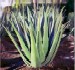 aloevera